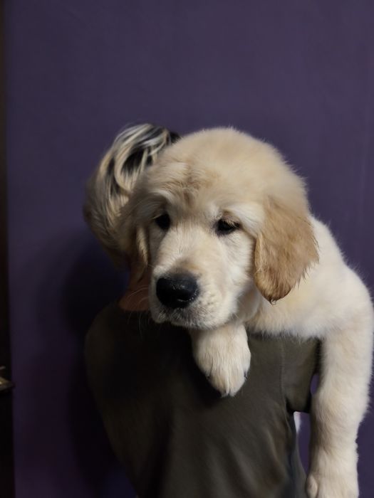 Милі цуценята золотистого ретривера