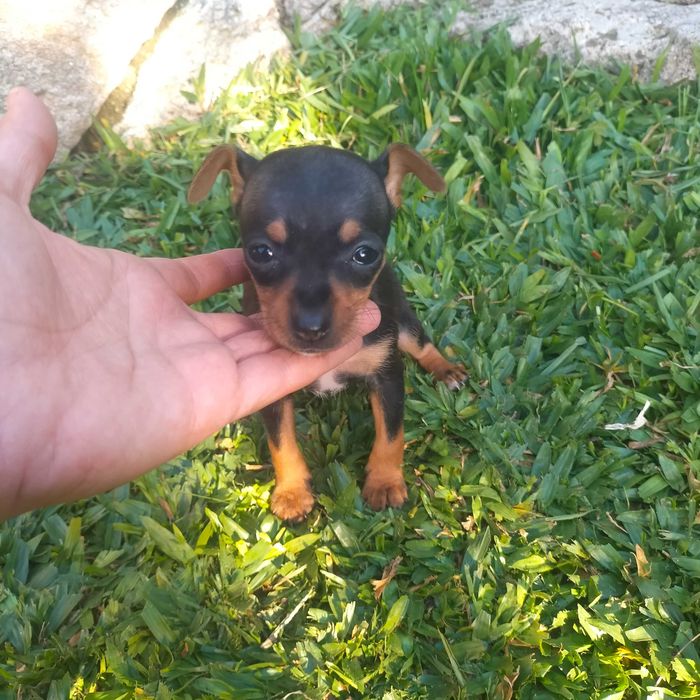 Pisncher miniatura fêmea