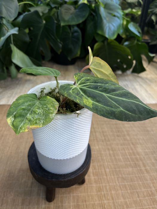 Anthurium Papillilaminum variegata