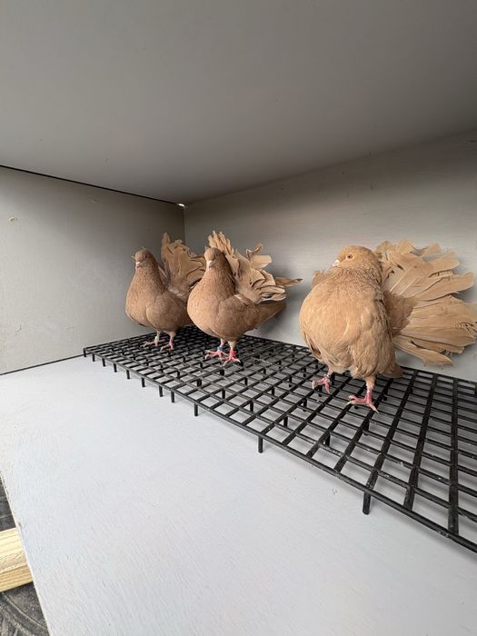 Pawiki żółte młode