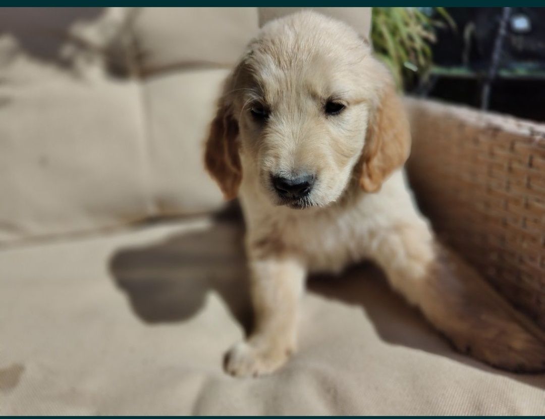 Golden retriever piesek