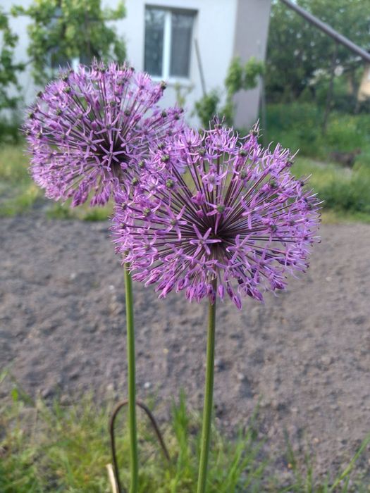 Аллиум декоративный лук