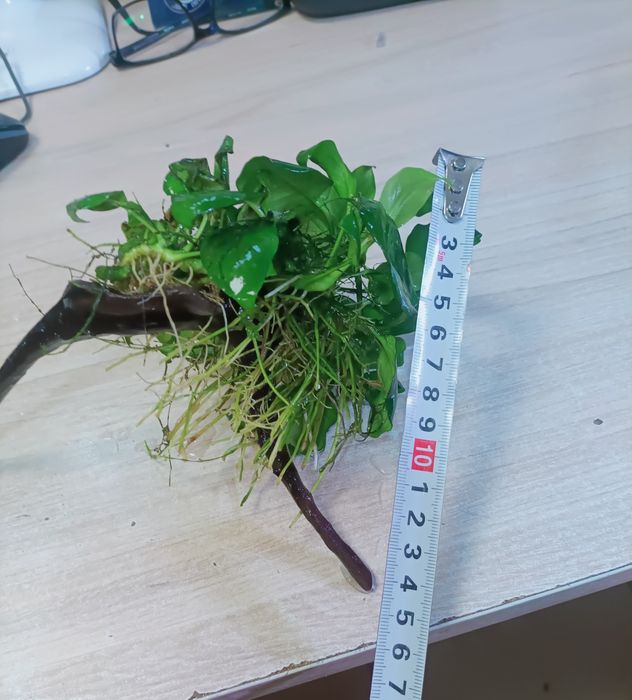 Anubias barteri na korzeniu