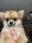 Przesliczna chihuahua suczka slugowłosa