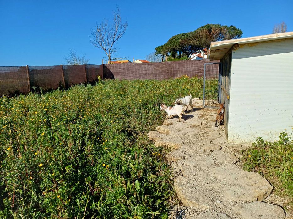 Terreno rústico 3000 m2 - 2 min praia magoito até  9 de NOVEMBRO
