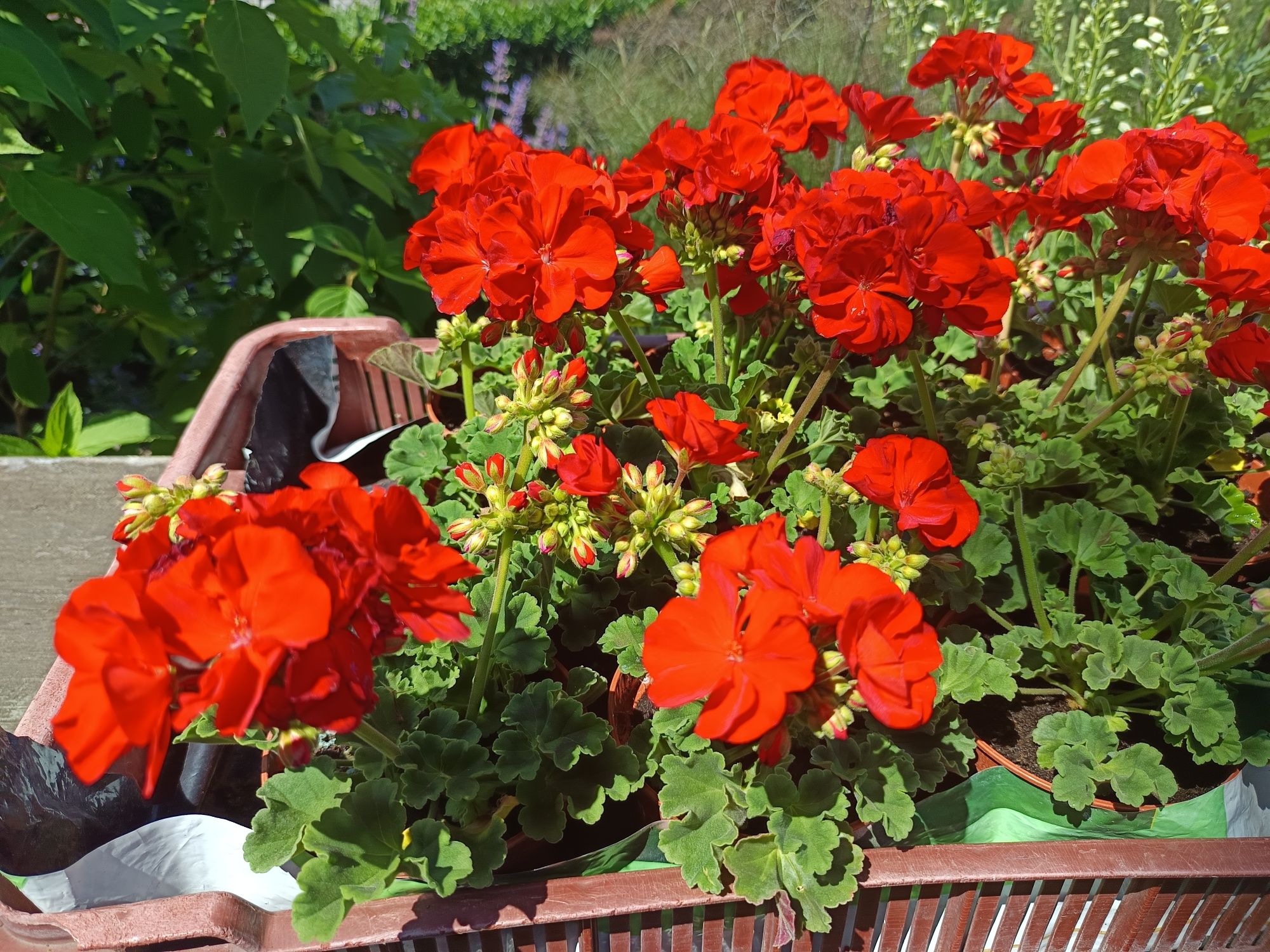 Pelargonia na balkon i do ogrodu