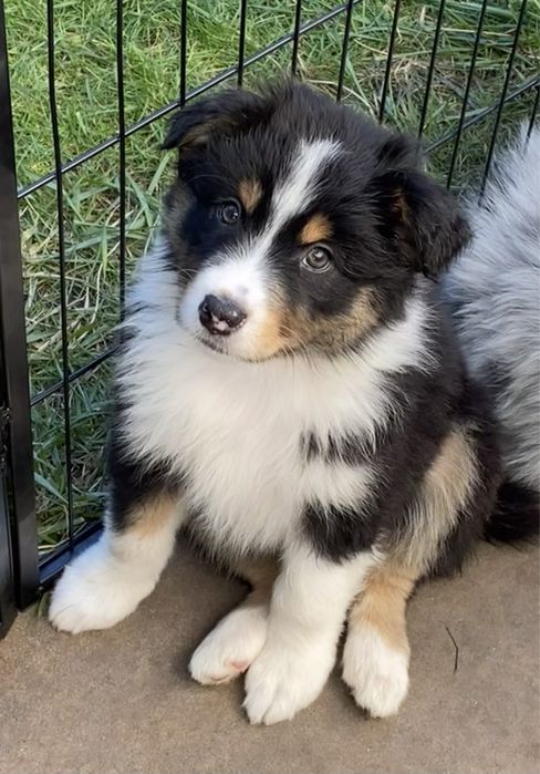 Owczarek australijski sunia