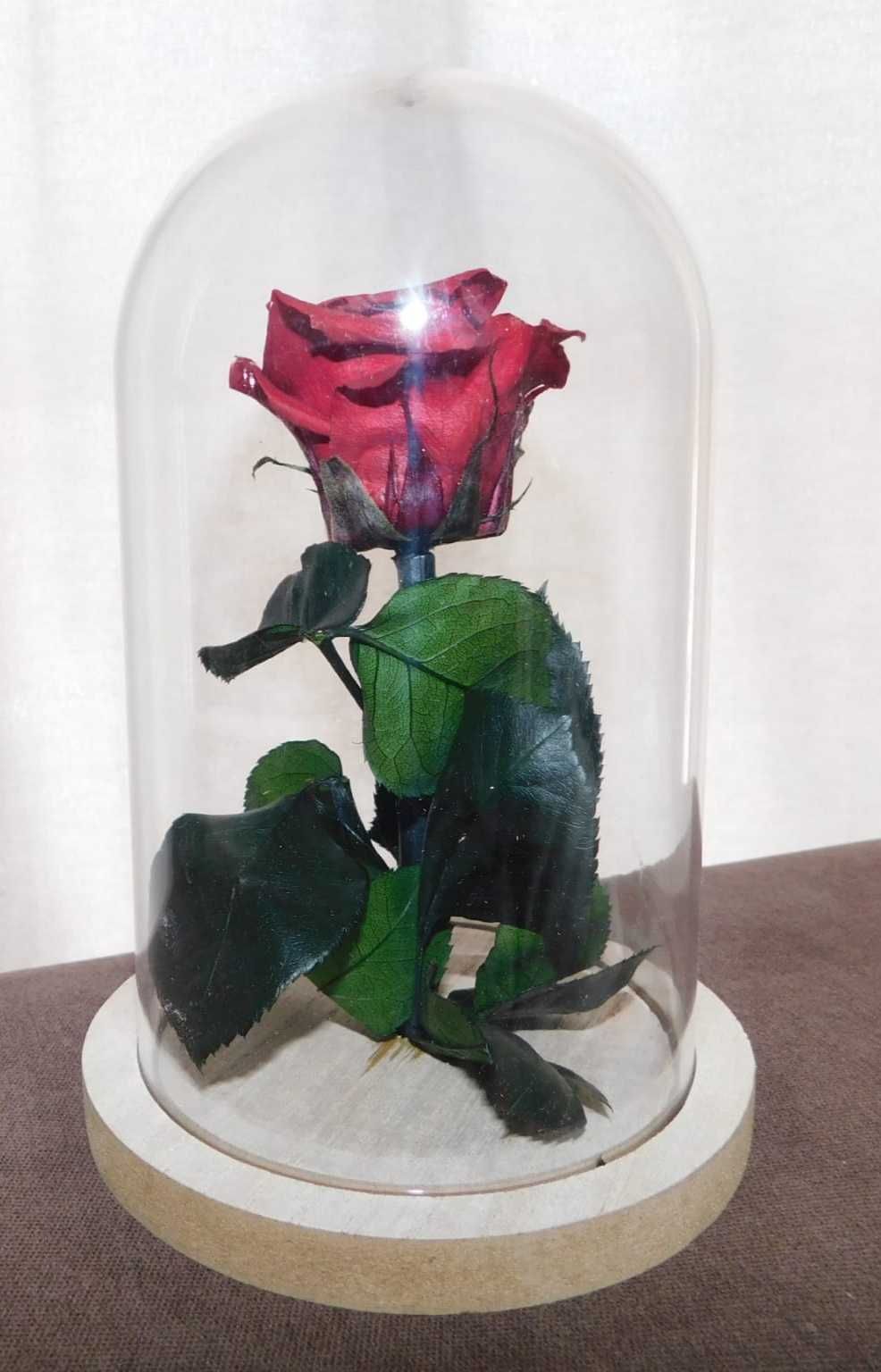 Rosas preservadas novas