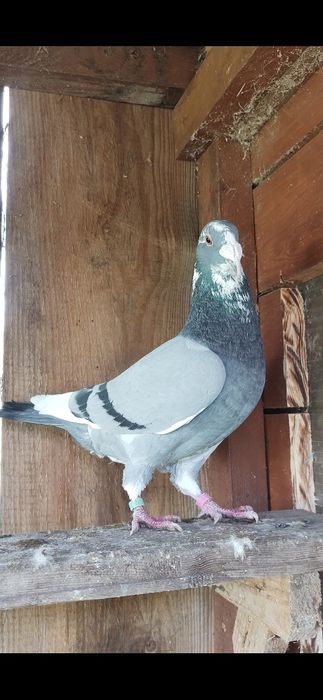 Gołębie pocztowe staropolskie