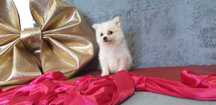spitz alemão anão/lulu da pomerania