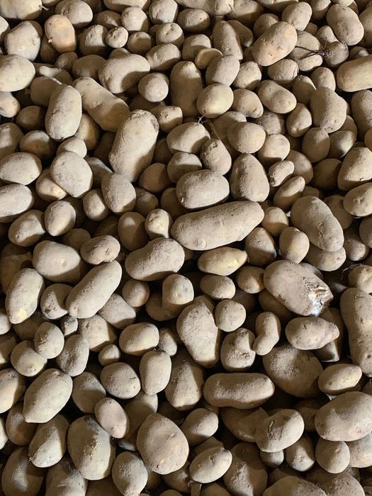 Продам картоплю моркву буряк цибуля