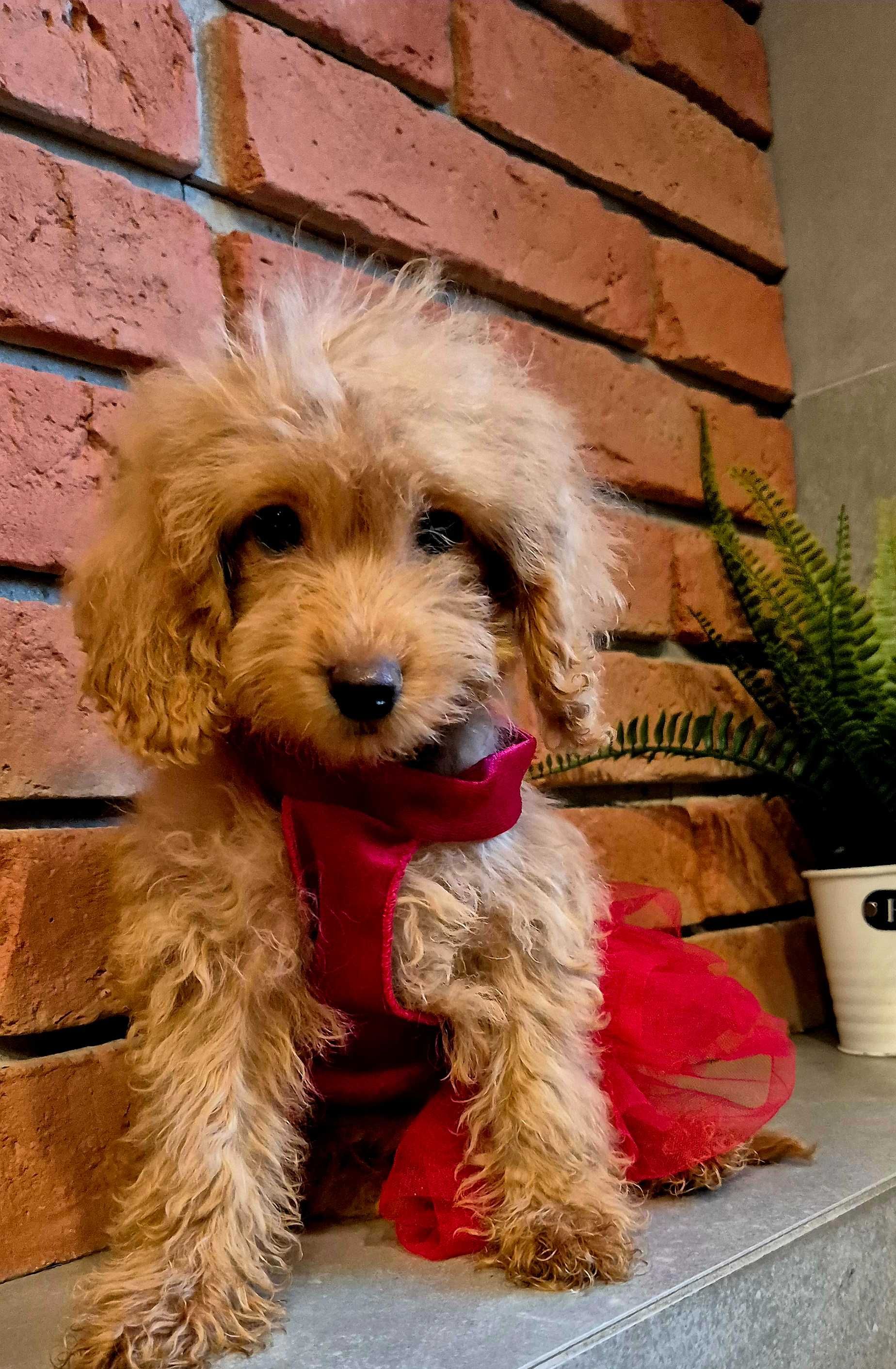 Cockapoo f1b  mała dziewczyna do odbioru