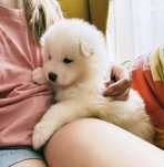 Samoyed samojed zkwp fci szczeniak suczka dziewczynka po championie