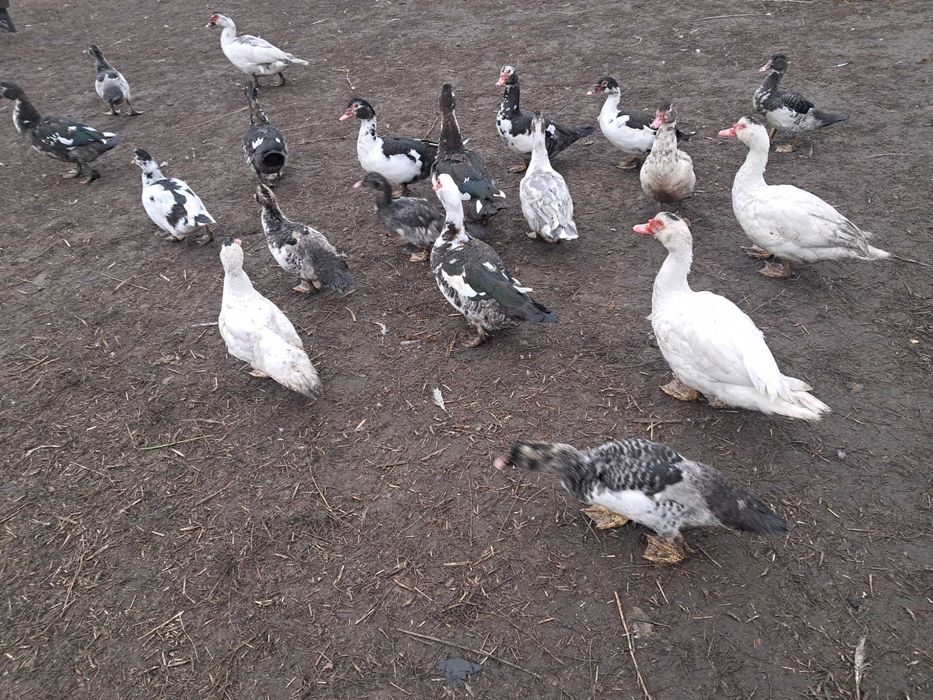 Sprzedam gęsi i kaczki