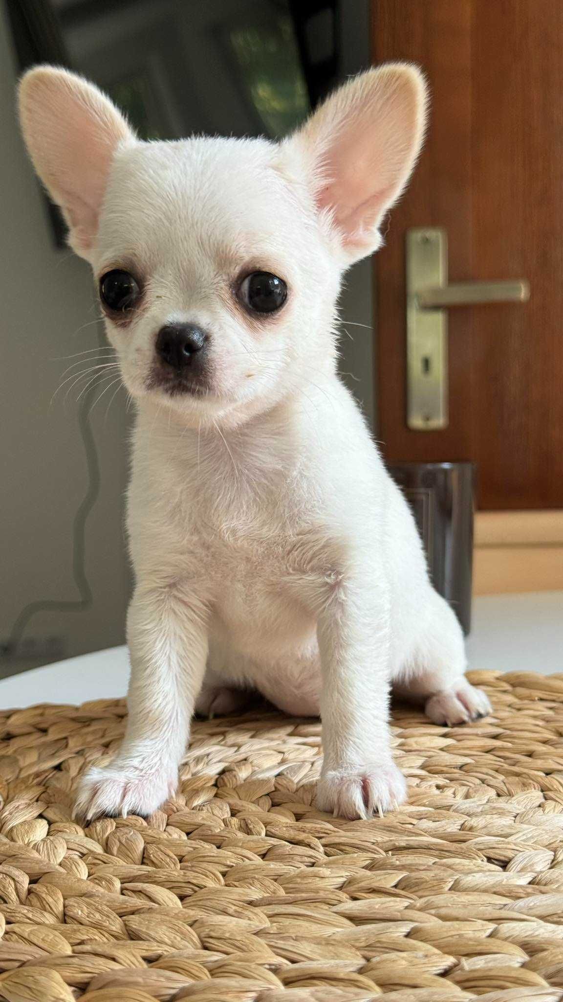 Chłopczyk Chihuahua z Rodowodem Mini do 1,5kg Biały