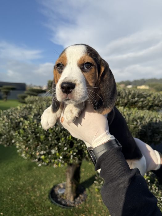 Beagle menino magnifico