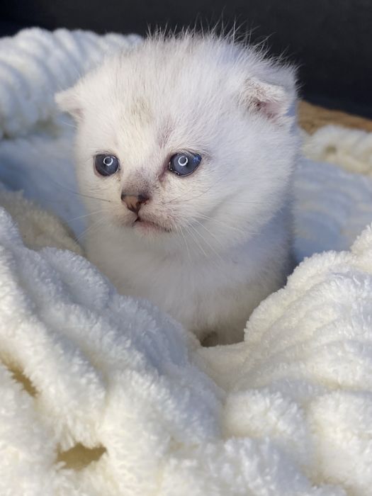 Серебристая шиншилла