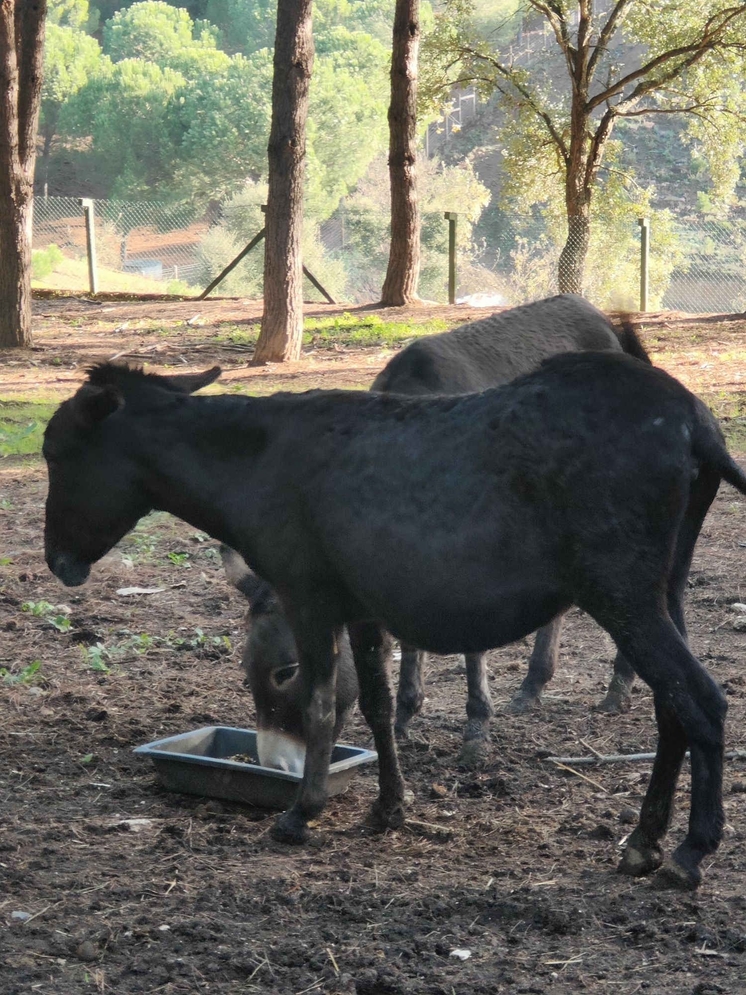Burra com cria macho