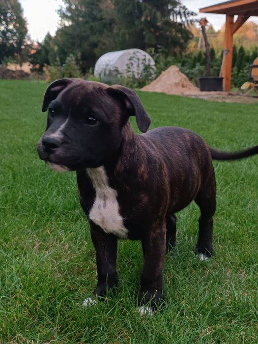 Piesek Staffordshire Bull terrier