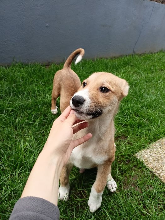 Cão bebé para adoção