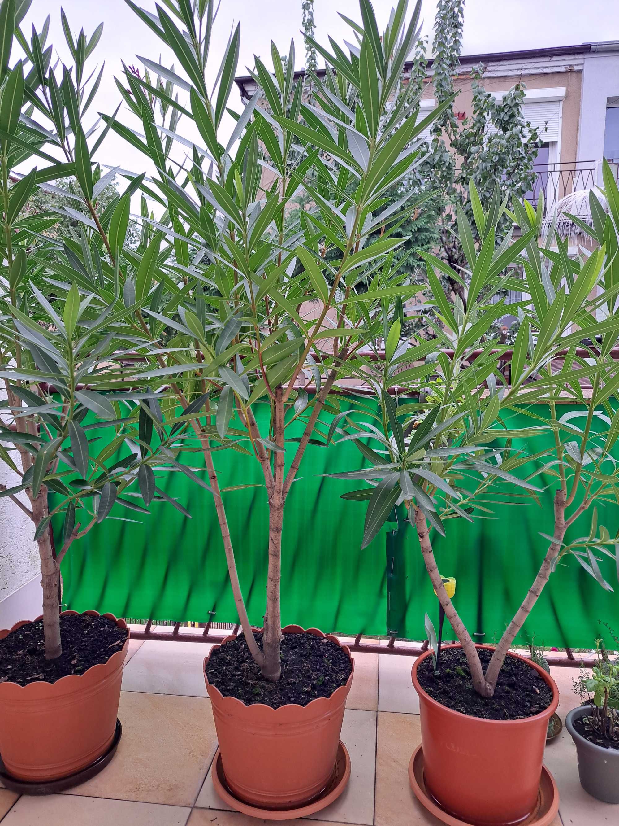 oleander posolity