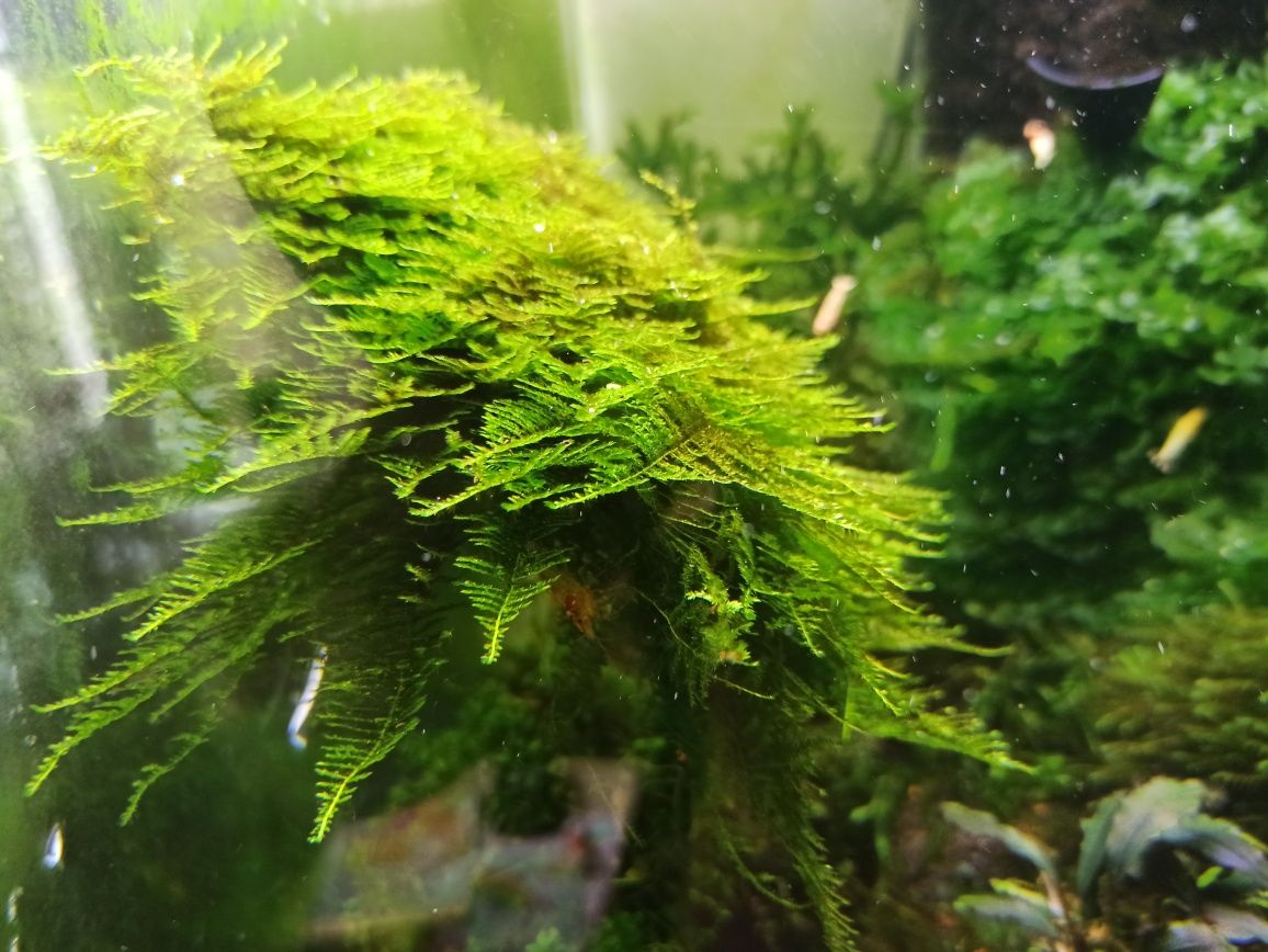 Mech Brazil Moss