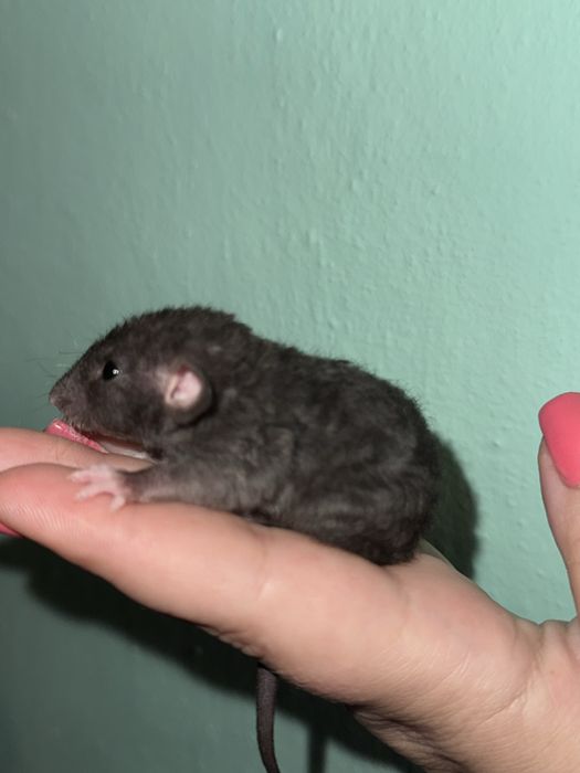 Дівчата та хлопці Дамбо Рекс Кучеряві щур , Крисинята