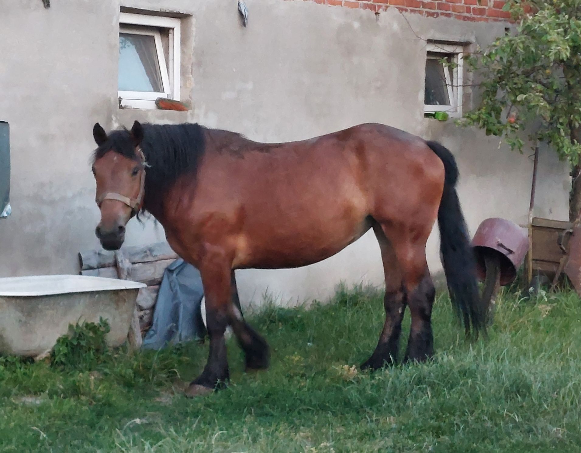 Klacz zimnokrwista
