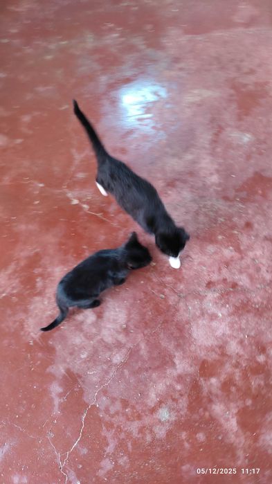 Duas gatinhas muito meigas para adopção em Azambuja.