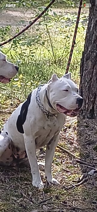 Bandog piękny biały piesek nie dog argentyński cane corso amstaff
