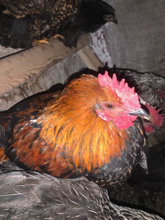 Півні різних порід