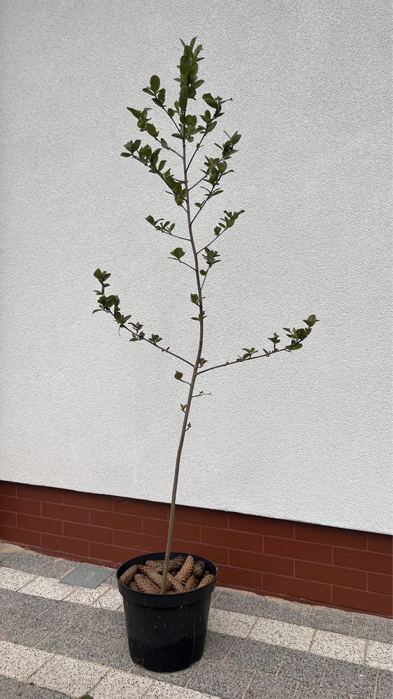 Sadzonki aronii. Aronia mała i dużą. Bardzo plennna odmiana.