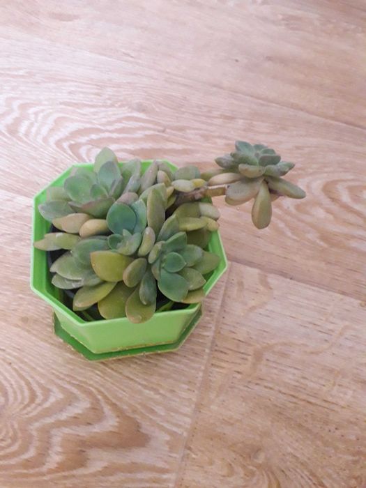 Продам цветы комнатные и уличные