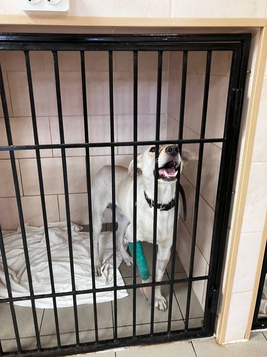 Сільвер, молодий шукає дім