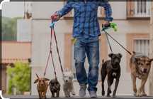 Dog Walking Condeixa