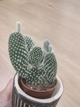 Zamienię opuncje, dracenę lucky bamboo i aglaonemę