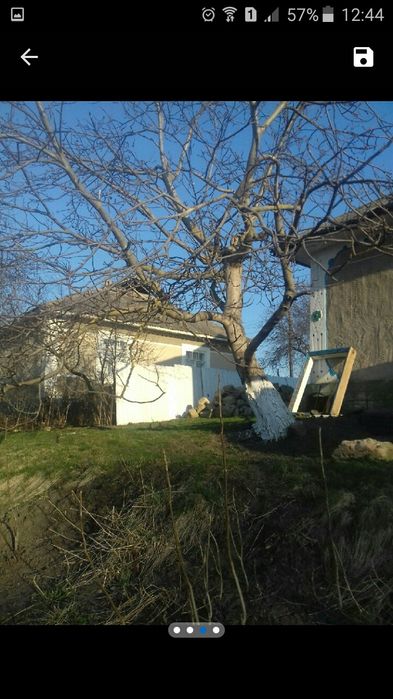 Саджанець грецького горіха