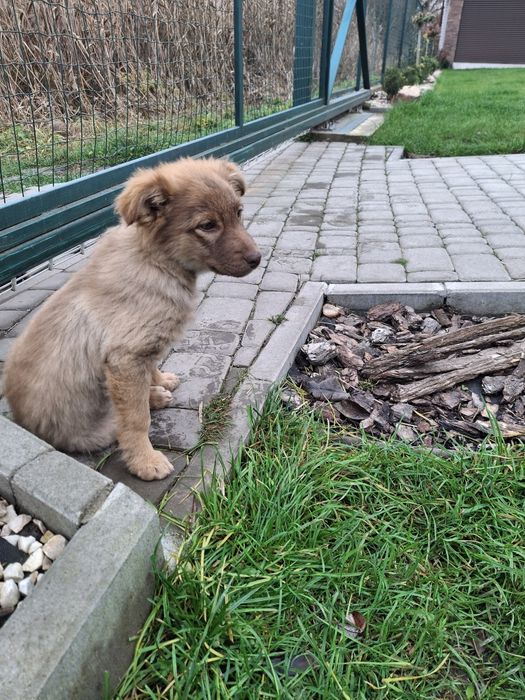 Цуценя щеня риженьке, пухнасте 3 міс