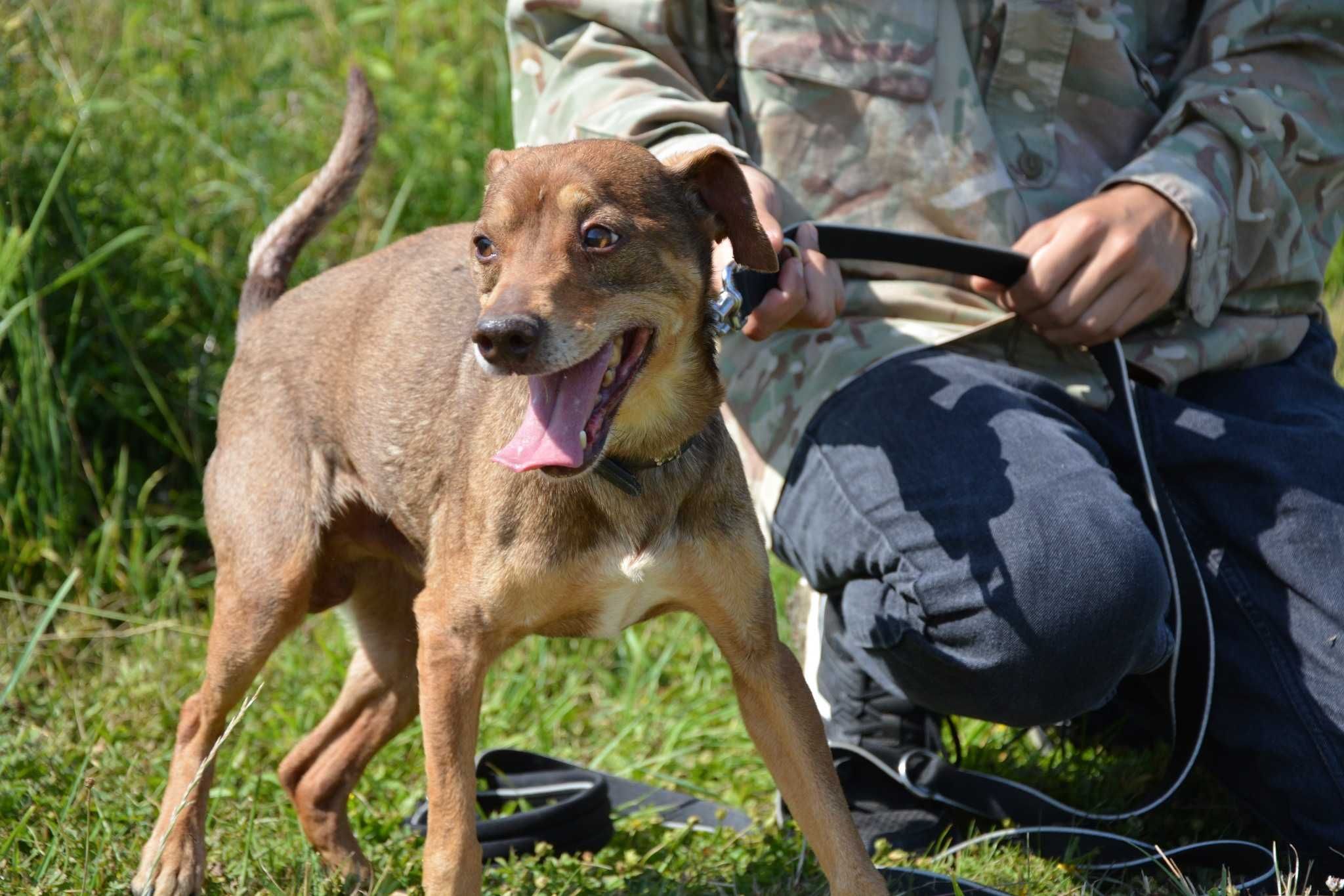 Snikersik - samotny pan pozna samotną panią ADOPCJA mały pies