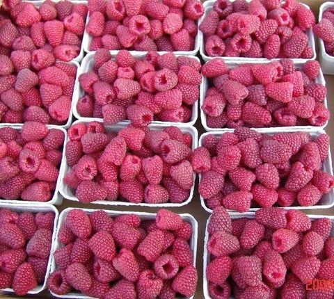 Sadzonki malin różne odmiany nowe jesienne