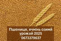 Пшениця, ячмінь озимий – урожай 2025