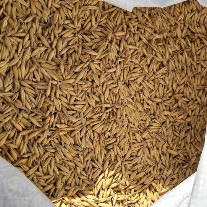 Owies ekologiczny 80zł