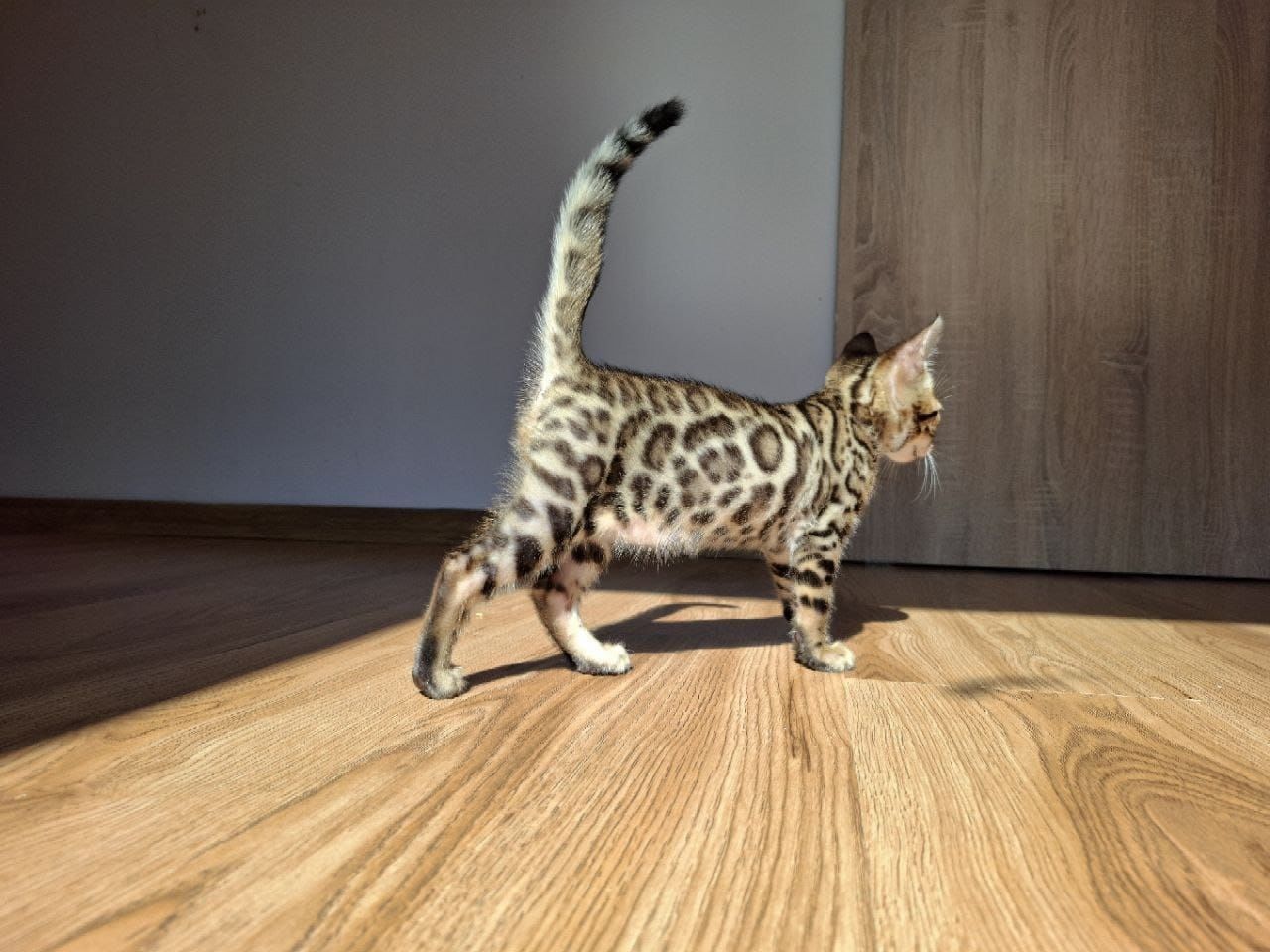 Bengalski Samec do hodowli