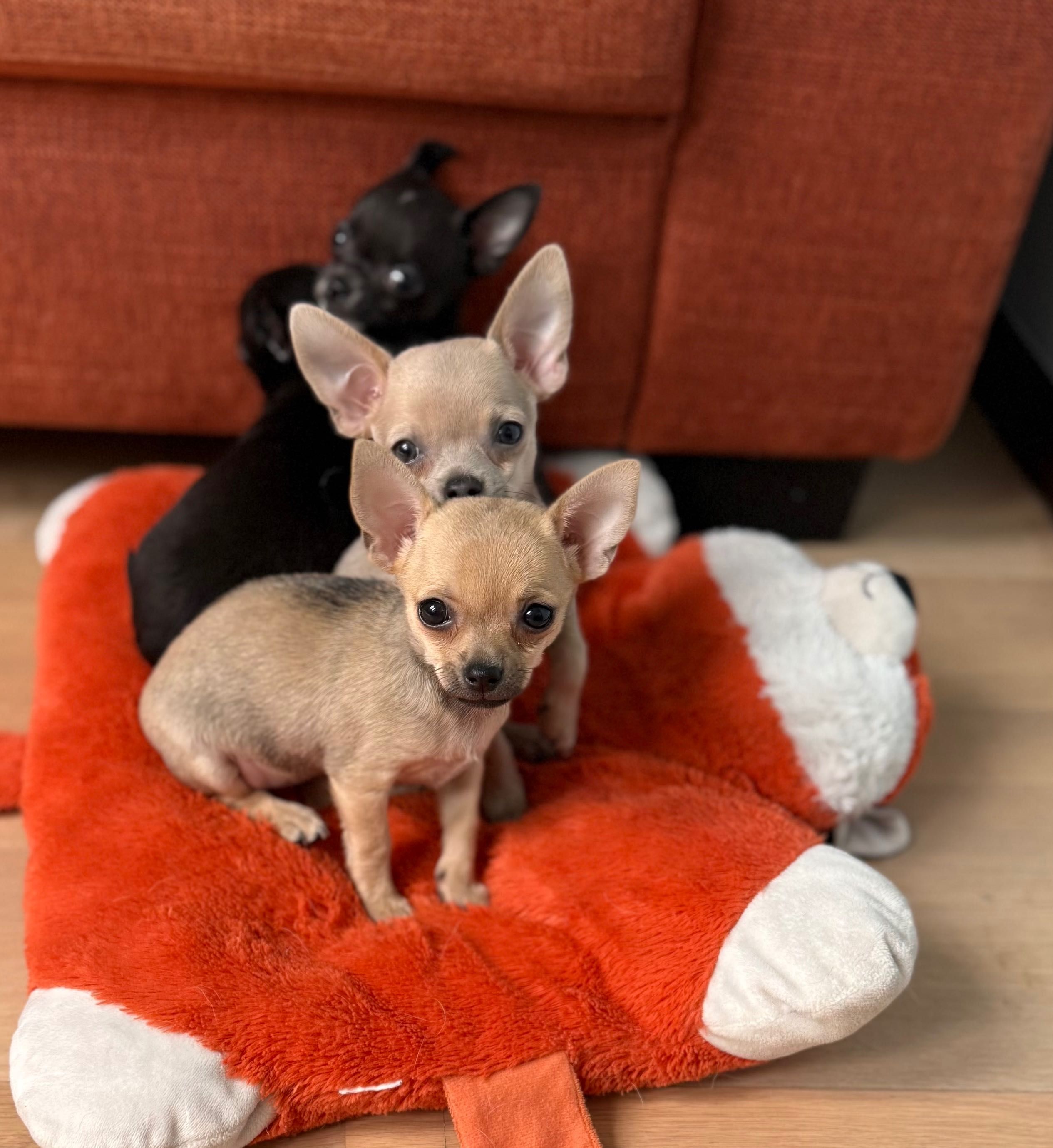 Chihuahua maleństwo
