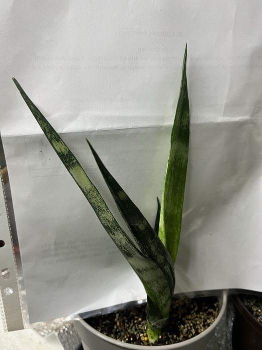 Молоді рослини Сансівієрії