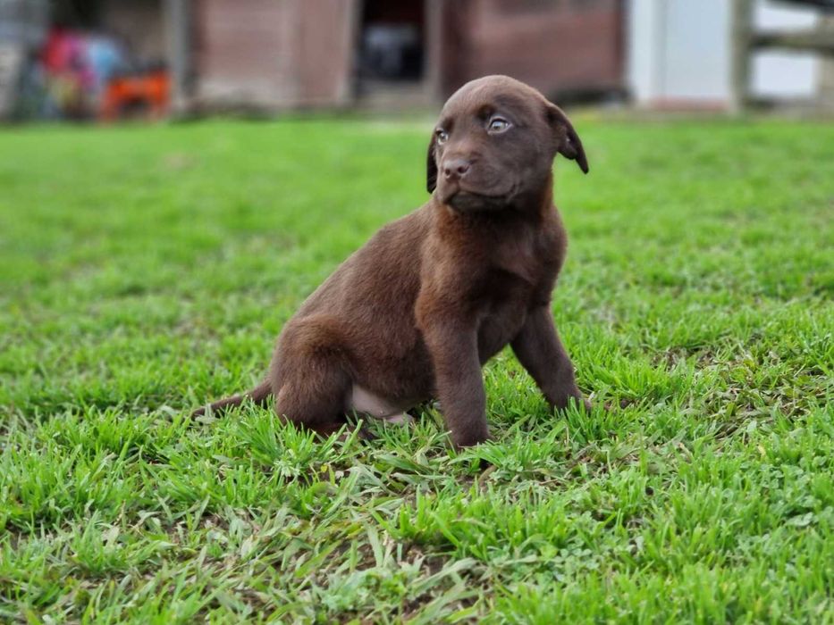 Labrador macho com LOP e Afixo