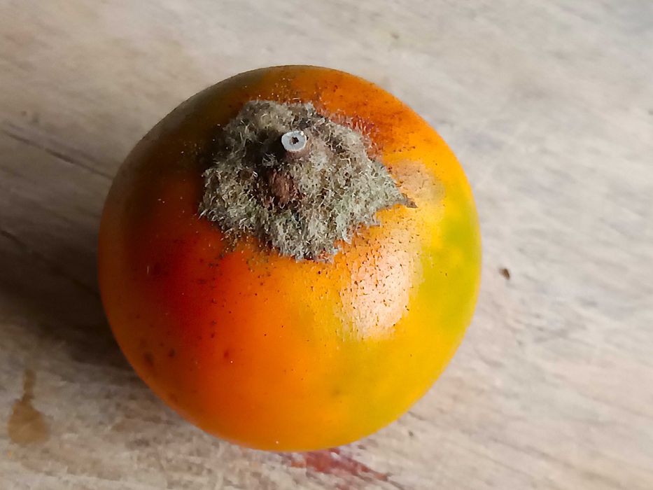 Lulo - Solanum quitoense