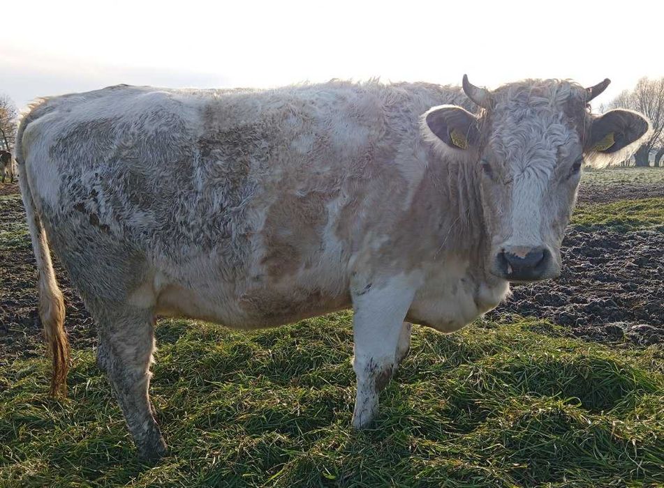 sprzedam jałówkę wysokocielną