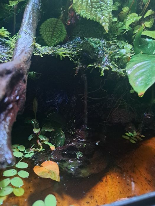Paludarium / Terrarium / Vivarium Repti Planet 45x45x60