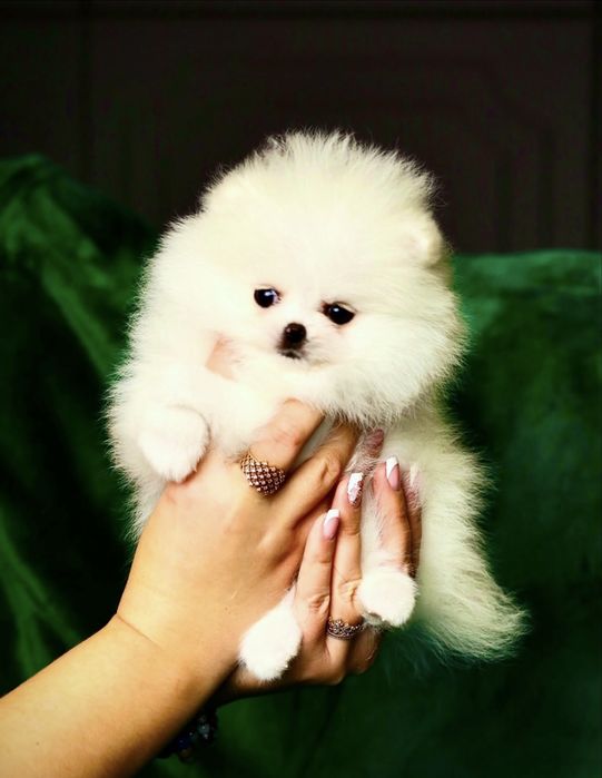 Білі ідеальні міні цуценята. VIP померанський шпіц ведмежатко КСУ FCI